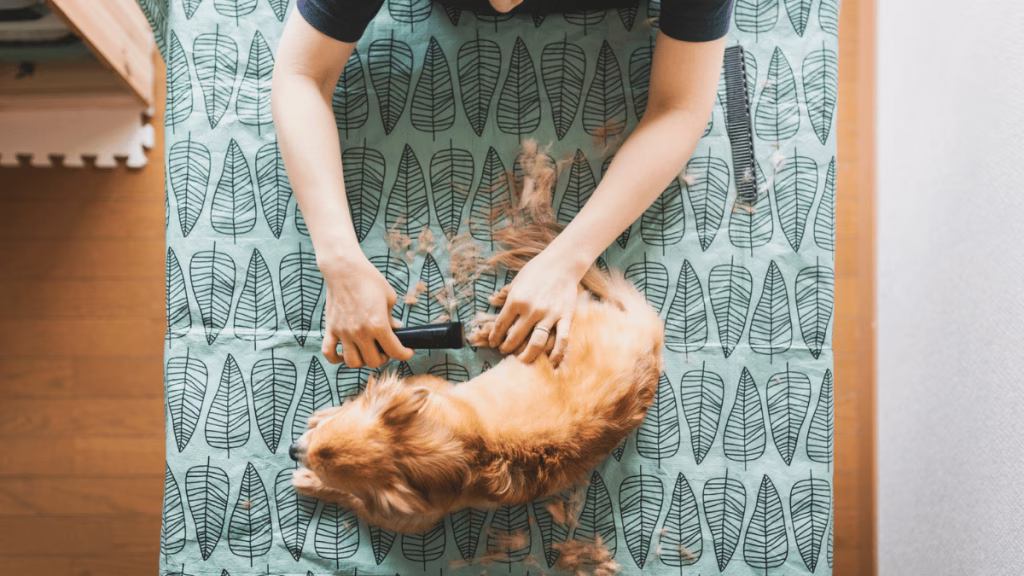 Die 9 besten Hundehaarschneider von 2024, empfohlen von Hundefriseuren
