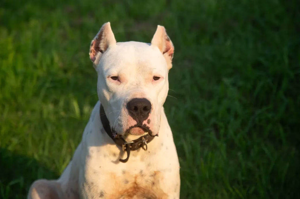 Vor- und Nachteile eines Dogo Argentino