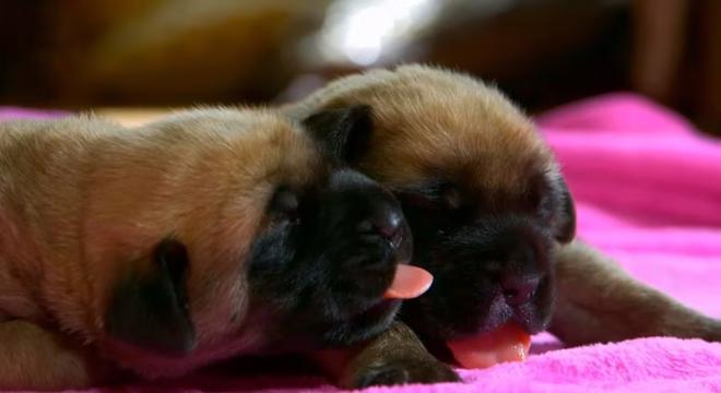 Zwei bezaubernde Englische Mastiff Welpen.
