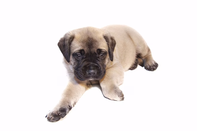 Ein junger rehbrauner Englischer Mastiff Welpe auf weißem Hintergrund.