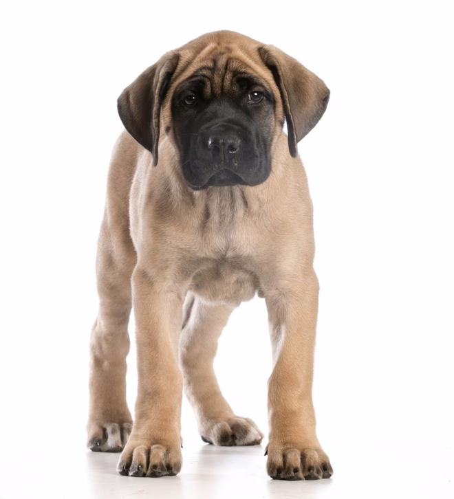 Englischer Mastiff Welpe steht und schaut den Betrachter auf weißem Hintergrund an.