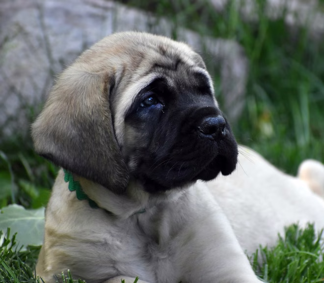 Nahaufnahme von Mastiff sitzt auf Feld.
