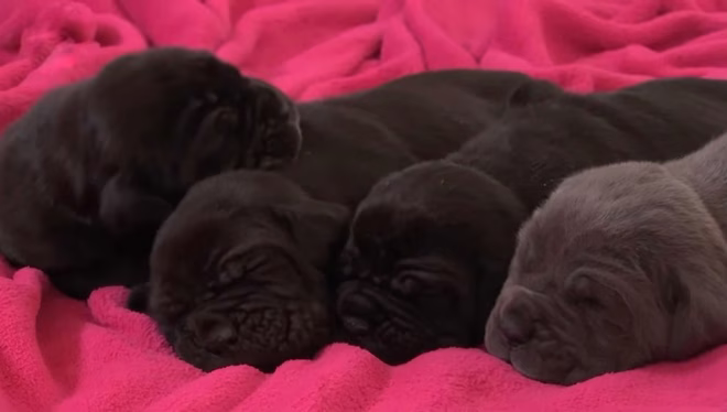 Vier English Mastiff Welpen auf einer rosa Decke.