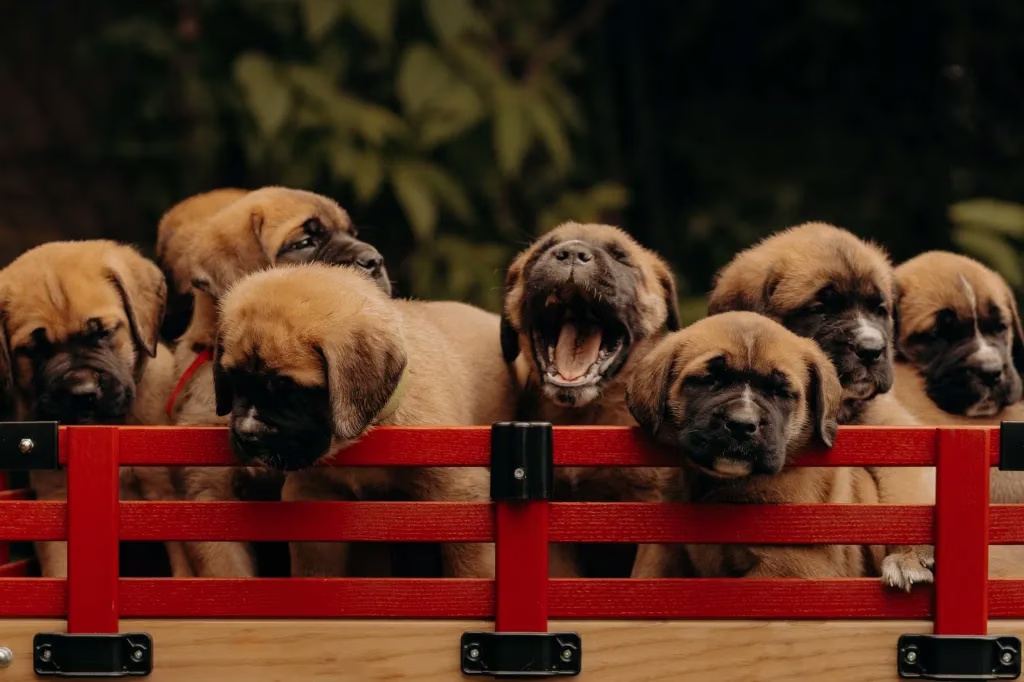 Mastiff-Welpen Bilder und Fakten