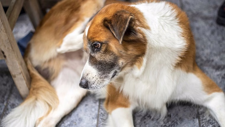 Hautallergien bei Hunden: Symptome, Ursachen und Behandlungen