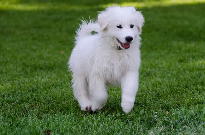 Heranwachsender Great Pyrenees Welpe