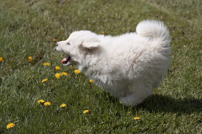 Great Pyrenees Welpe rennt