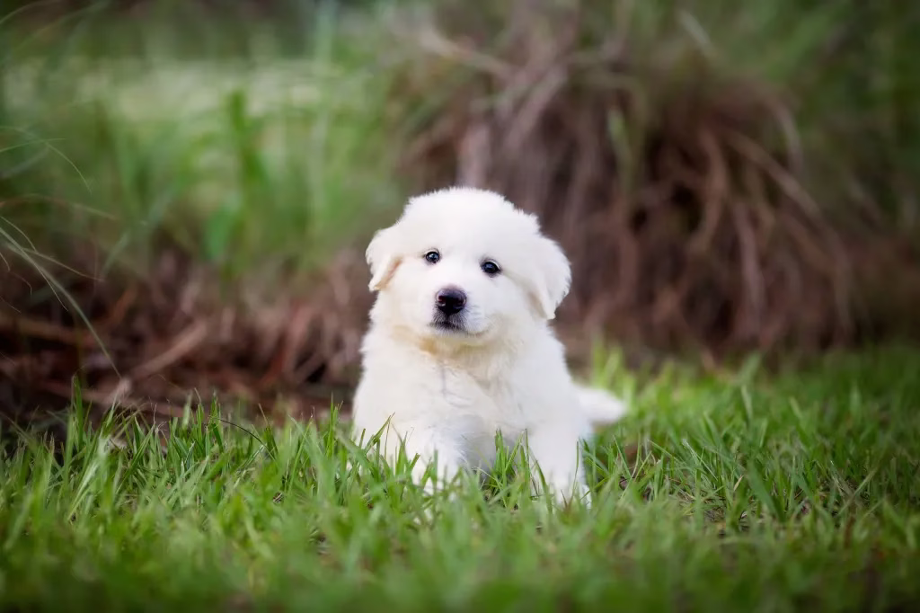 Great Pyrenees Welpe Bilder und Fakten