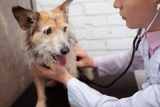 Herzblock (Mobitz Typ I) bei Hunden: Symptome, Ursachen und Behandlungen
