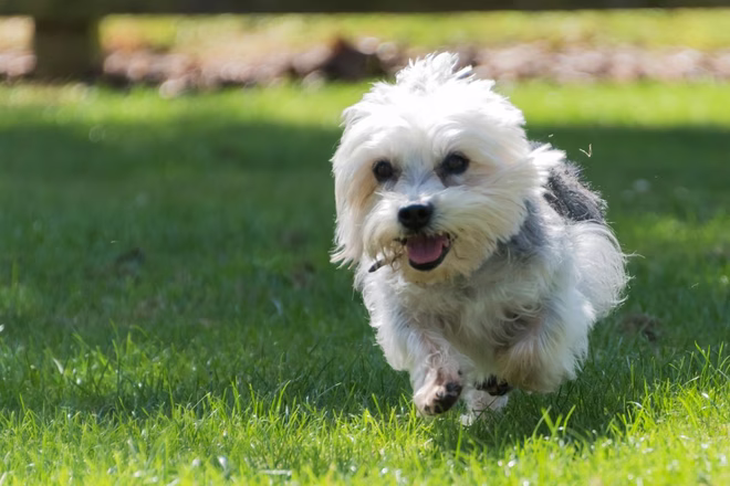 Winziger Dandie Dinmont Terrier, der auf einem Feld auf die Kamera zuläuft