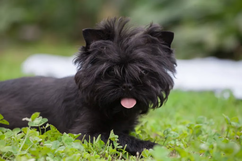 Beliebte ruhige Hunderassen: Beste kleine Hunde für Wohnungen