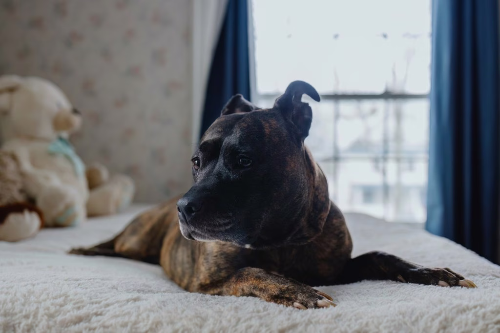 Vor- und Nachteile eines Staffordshire Bull Terriers