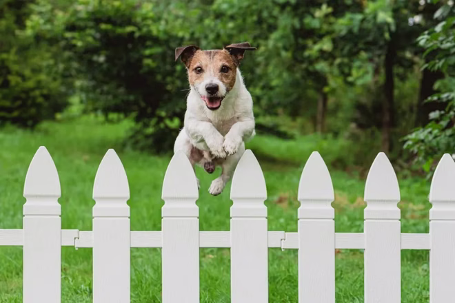 Jack Russell Terrier átugrik a kerítésen.