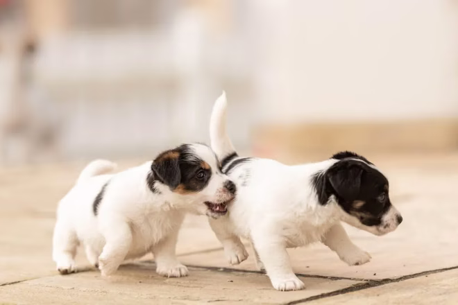 Két Jack Russell Terrier kiskutya játszik.