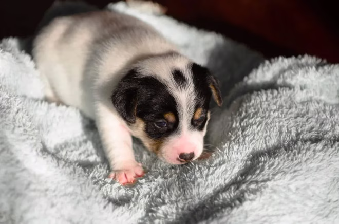Újszülött Jack Russell terrier.