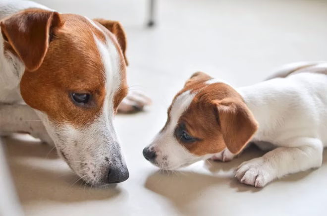 Jack Russell terrier kiskutya az apukájával.