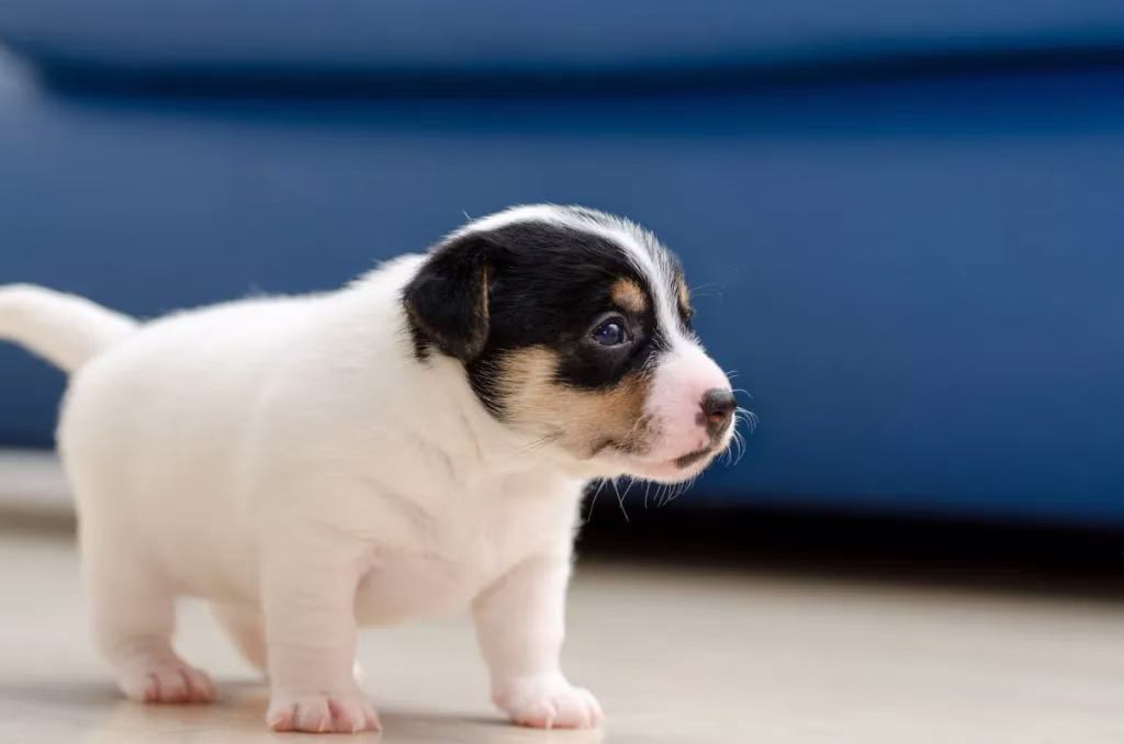 Jack Russell terrier kölyök Képek és tények