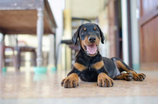 Dobermann Pinscher Welpe liegt auf dem Küchenboden