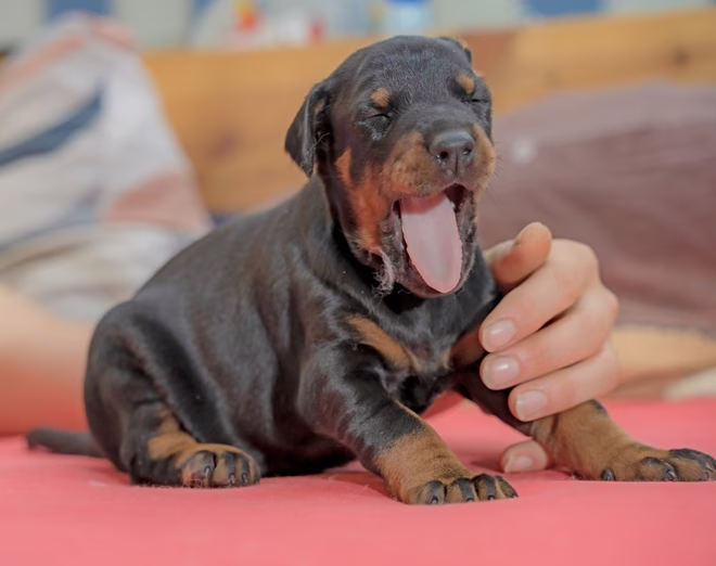 Dobermann Pinscher Welpe gähnt