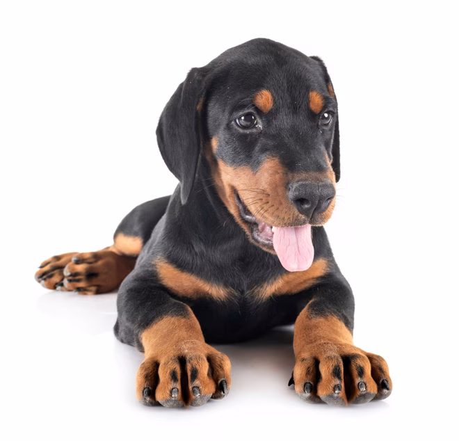 Dobermannpinscher Welpe