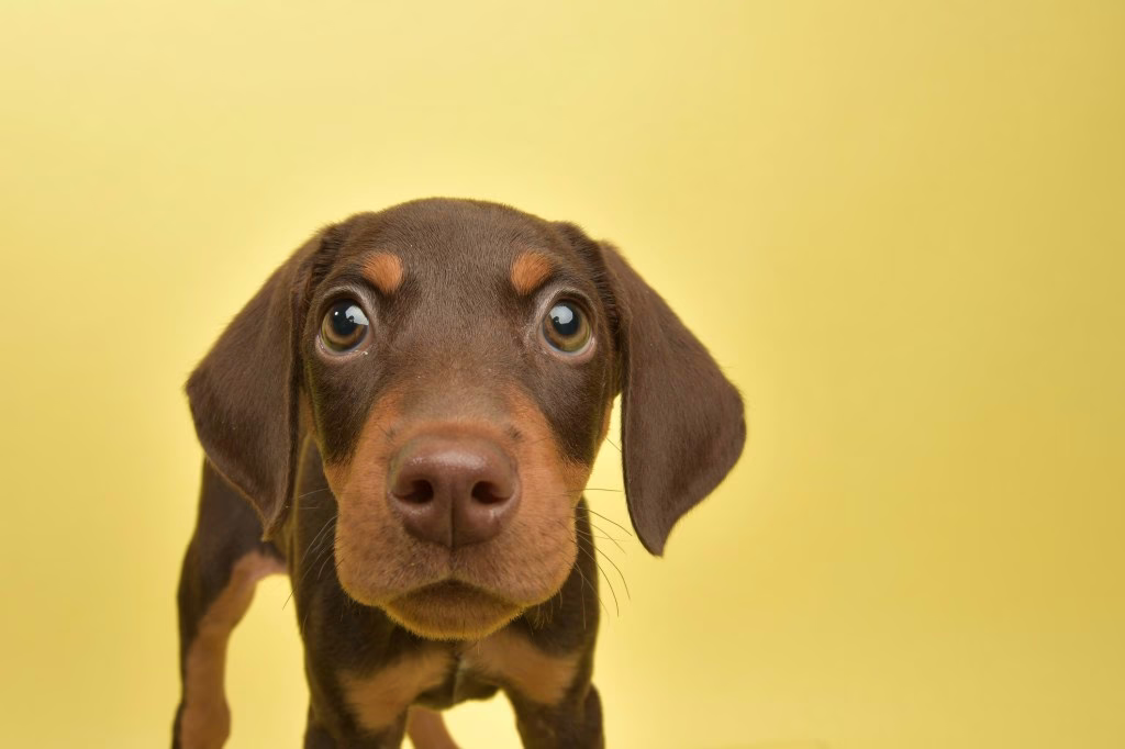 Dobermann Pinscher Welpe Bilder und Fakten