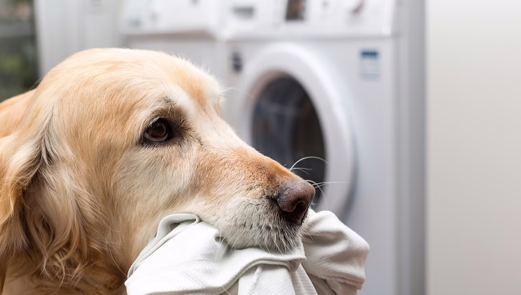 Haben Sie Allergien? Das sollten Sie tun, wenn Sie allergisch gegen Hundeschuppen sind