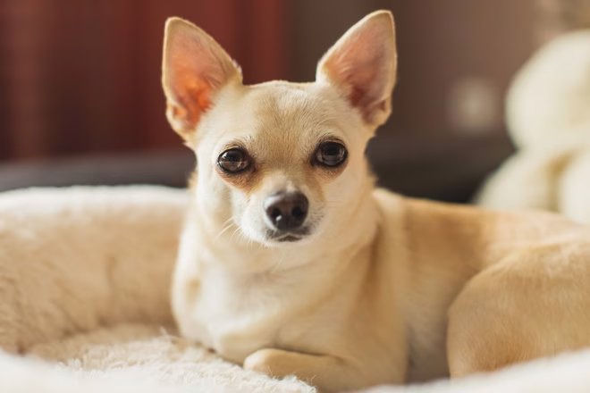 Ein kleiner blasser Chihuahua-Hund schaut in die Kamera
