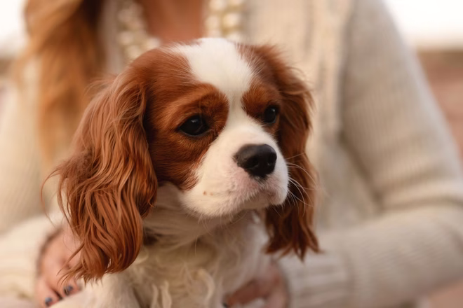 Cavalier King Charles Spaniel sitzt auf dem Schoß einer Frau.