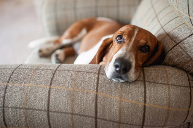 Basset Hound - eine ruhige Hunderasse - entspannt sich in einem großen karierten Stuhl zu Hause.
