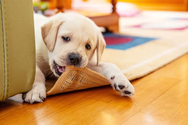 Golden retriever kiskutya rágja a szőnyeget a nappaliban.