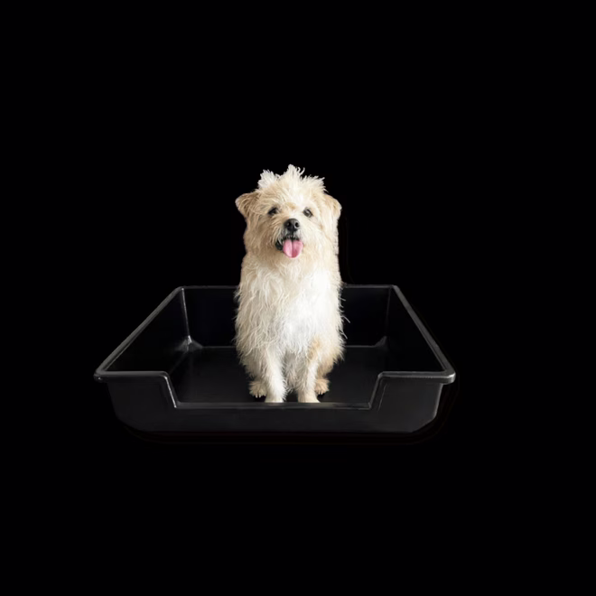 Piggy Poo Streu-Box