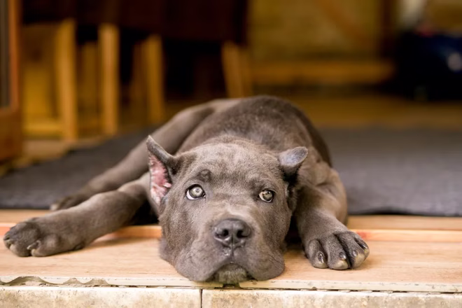 Junger Cane Corso auf der Veranda.