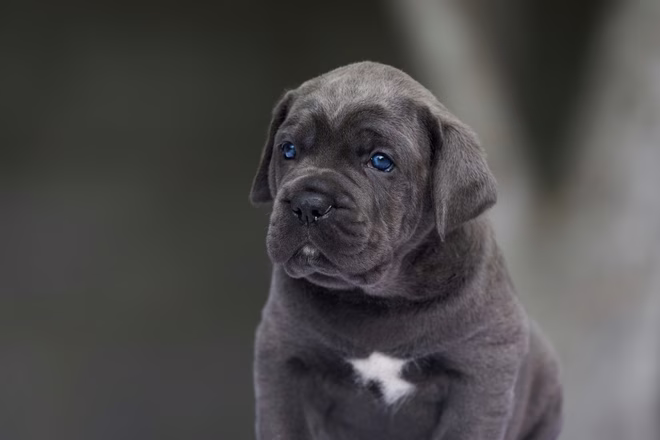 Porträt eines italienischen Mastiff-Welpen.