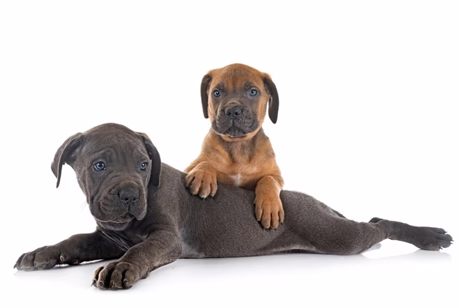 Zwei Welpen des italienischen Mastiffs vor weißem Hintergrund.