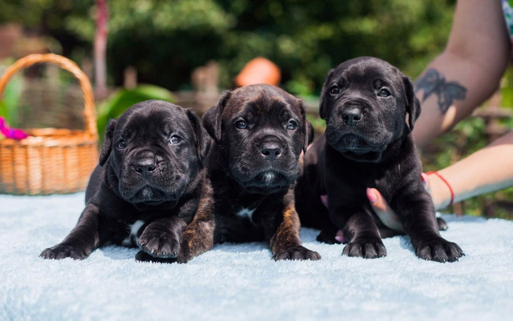 Cane Corso-Welpen Bilder und Fakten