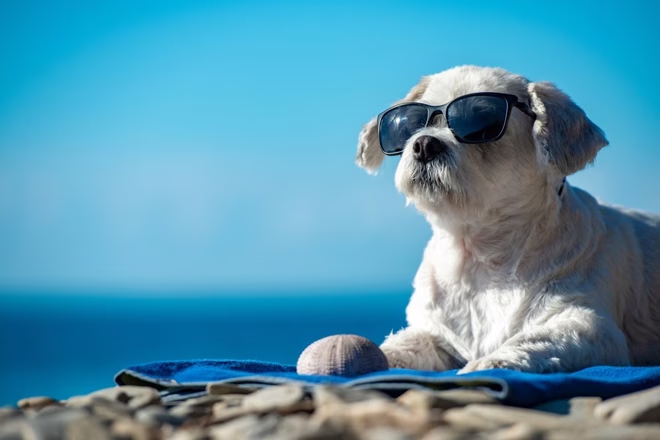 Cool kiskutya élvezi a napsütéses időjárást a strandon, törölközőn fekve. Lehet, hogy szokatlan kutyanév vagy egyedi becenév illik a nagy személyiségéhez.