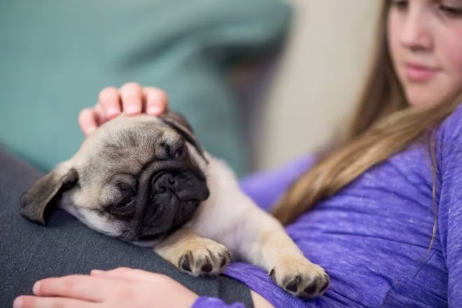 Mops Welpe schläft auf dem Schoß des Mädchens.
