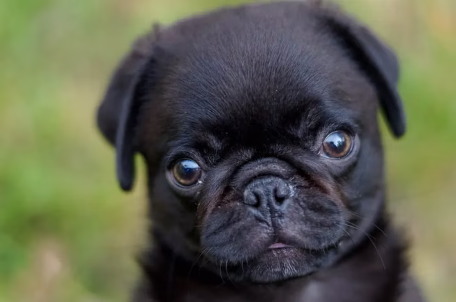 Schwarzer Mops-Welpe.