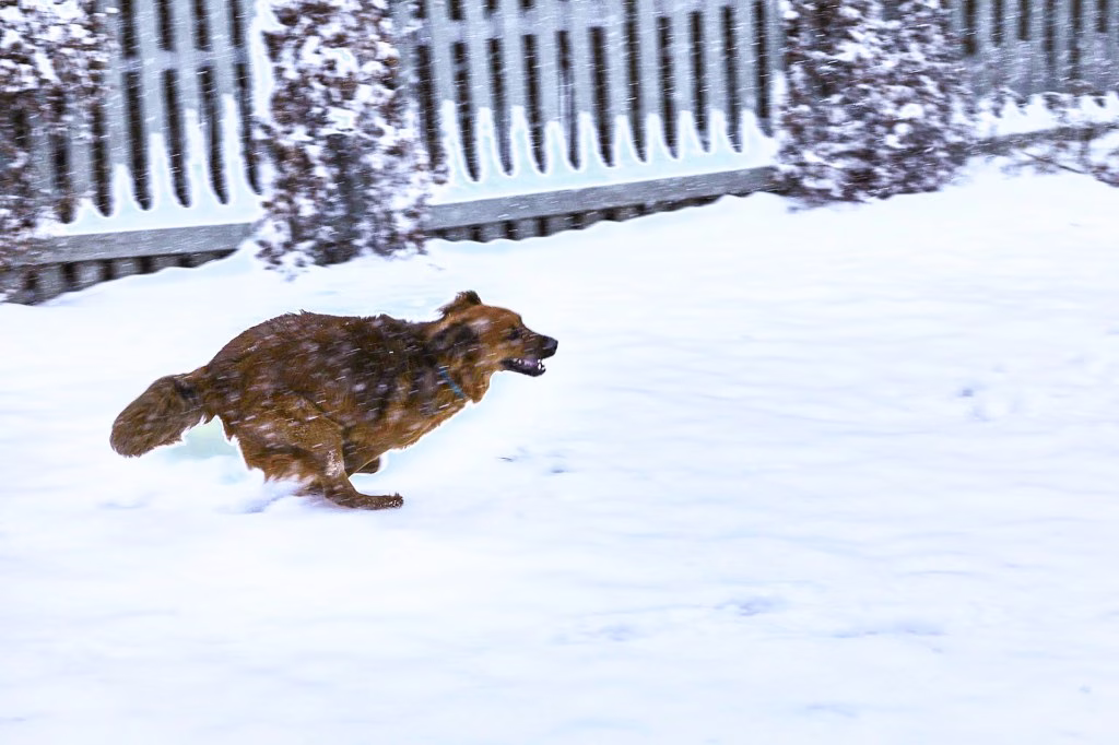 Hunde-Zoomies: Warum hyperaktive, energiegeladene Hunde im Kreis laufen