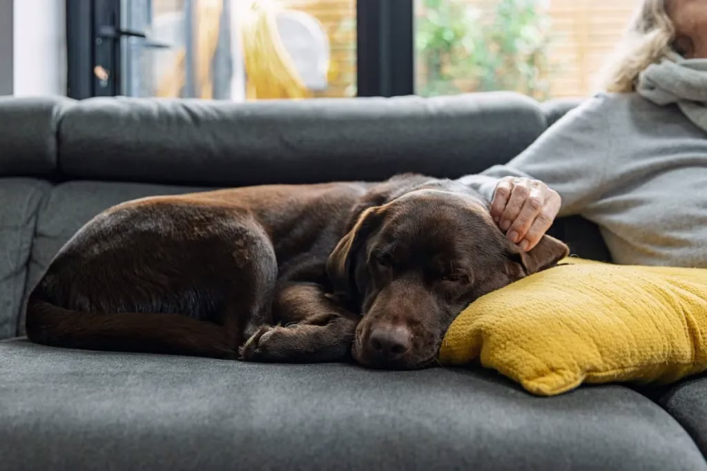 Pyometra bei Hunden: Symptome, Ursachen und Behandlungen