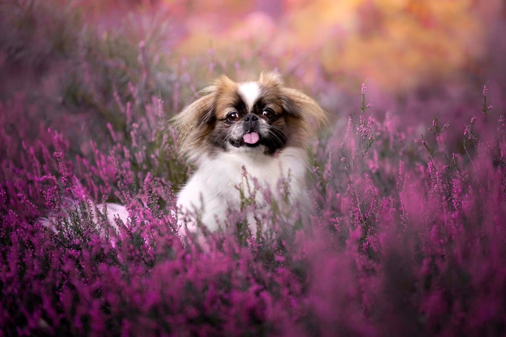 Pekingese Welpen Bilder und Fakten