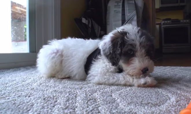 Mini aussiedoodle otthon.