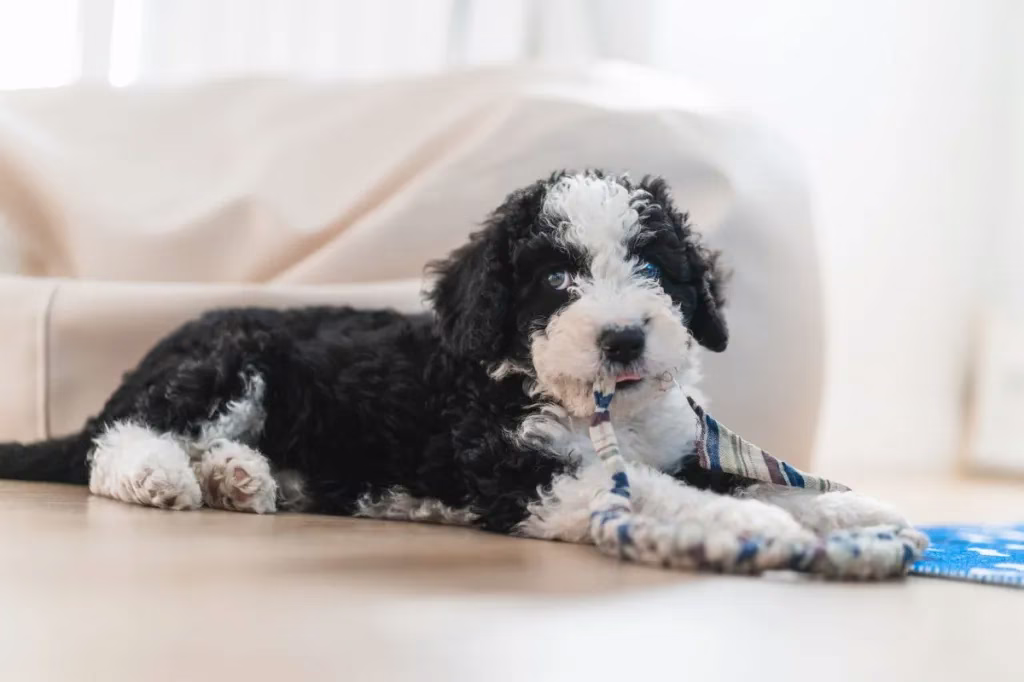 Aussiedoodle kölyökképek és tények