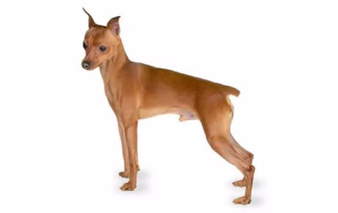 Zwergpinscher