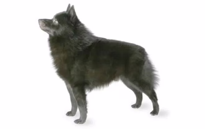 energiegeladener-kleiner-hund-schipperke