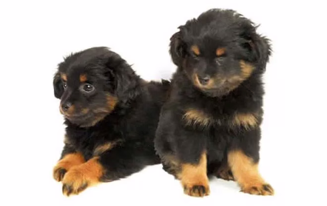 yorkipoo-kleinhunde
