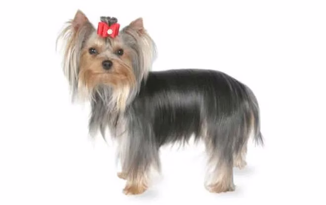 yorkshire-terrier-kleinhund