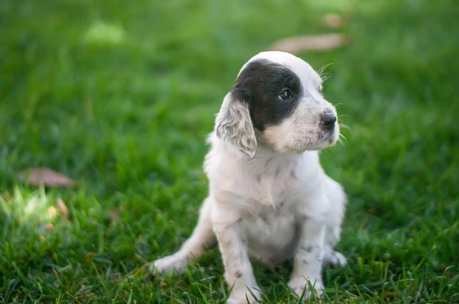 Hosszú szőrű dalmata kiskutya a szabadban.