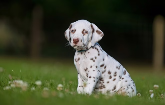 Dalmata kiskutya barna foltokkal.