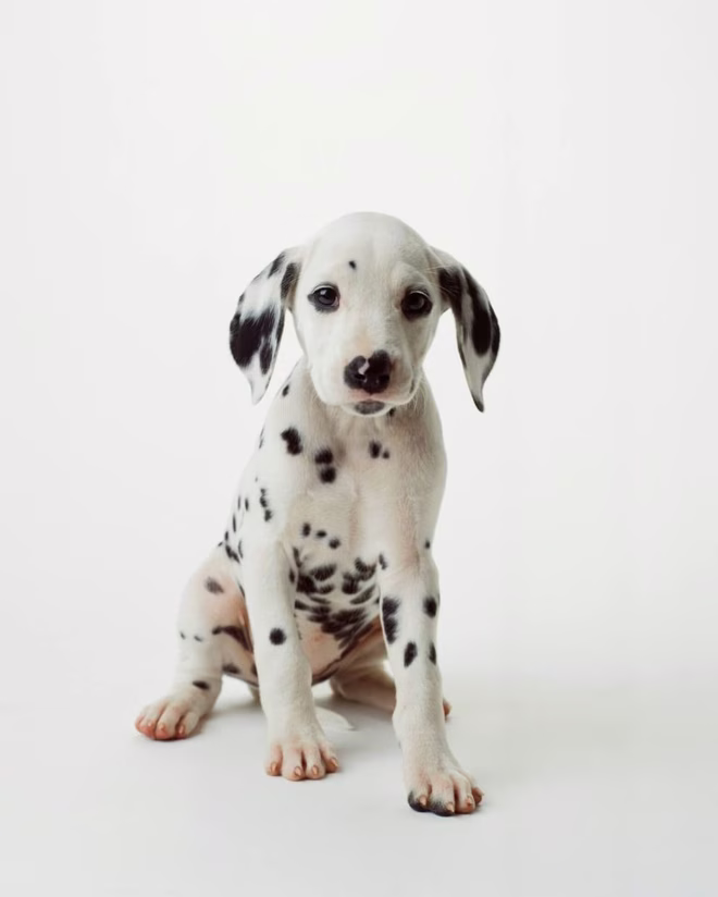 Dalmata kiskutya.